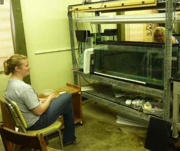 Melissa is a scientist who is interested in whether differences in young bluegill behavior changes the habitats in which they choose to search for food.