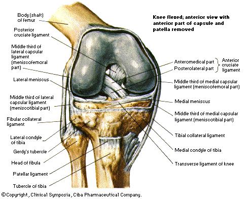 Lutut
