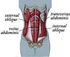 Asas Anatomi Dan Fisiologi Sistem-sistem tubuh badan Sistem Otot Rangka Sistem Saraf Sistem Pencernaan Sistem