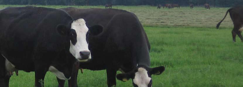 The wide claw makes the White Headed cow extremely suitable for parcels in peat polder with high water levels The most important weakness of the breed is the low milk production and only average
