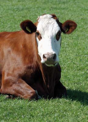 Unfortunately, there is a declining number of purebred White Headed cows that participate in milk recording and/or conformation scoring.