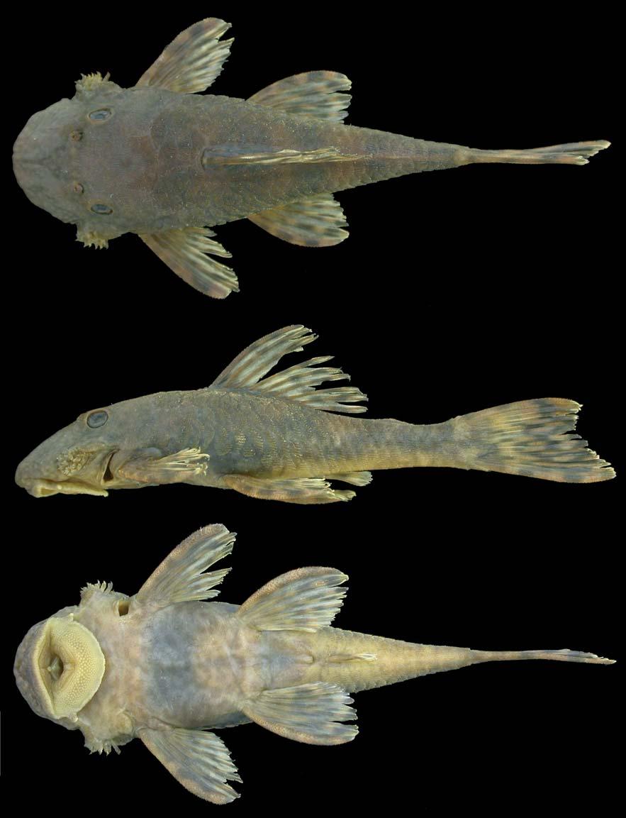 S. Fisch-Muller, A. R. Cardoso, J. F. P. da Silva & V. A. Bertaco 527 Ancistrus verecundus, new species Figs. 1-2, 4a Holotype. MCP 35572 (male, 53.