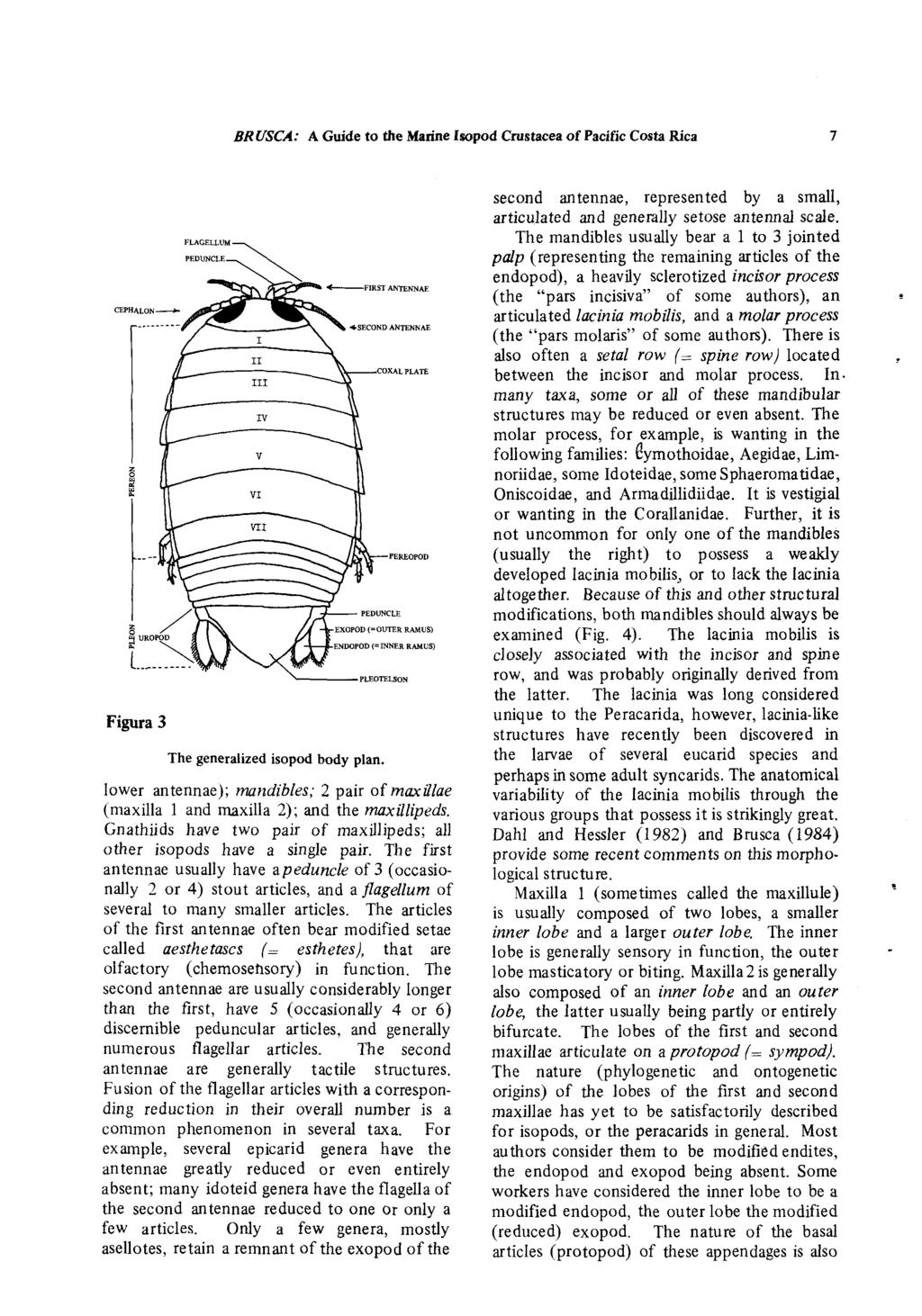 BRUSCA: A Guide to the Marine Isopod Crustacea of Pacific Costa Rica CEPHALON Figura 3 FLAGELLUM PEDUNCLE FIRST ANTENNAE SECOND ANTENNAE COXAL PLATE PEDUNCLE PEREOPOD EXOPOD (=OUTER RAMUS) ENDOPOD (=