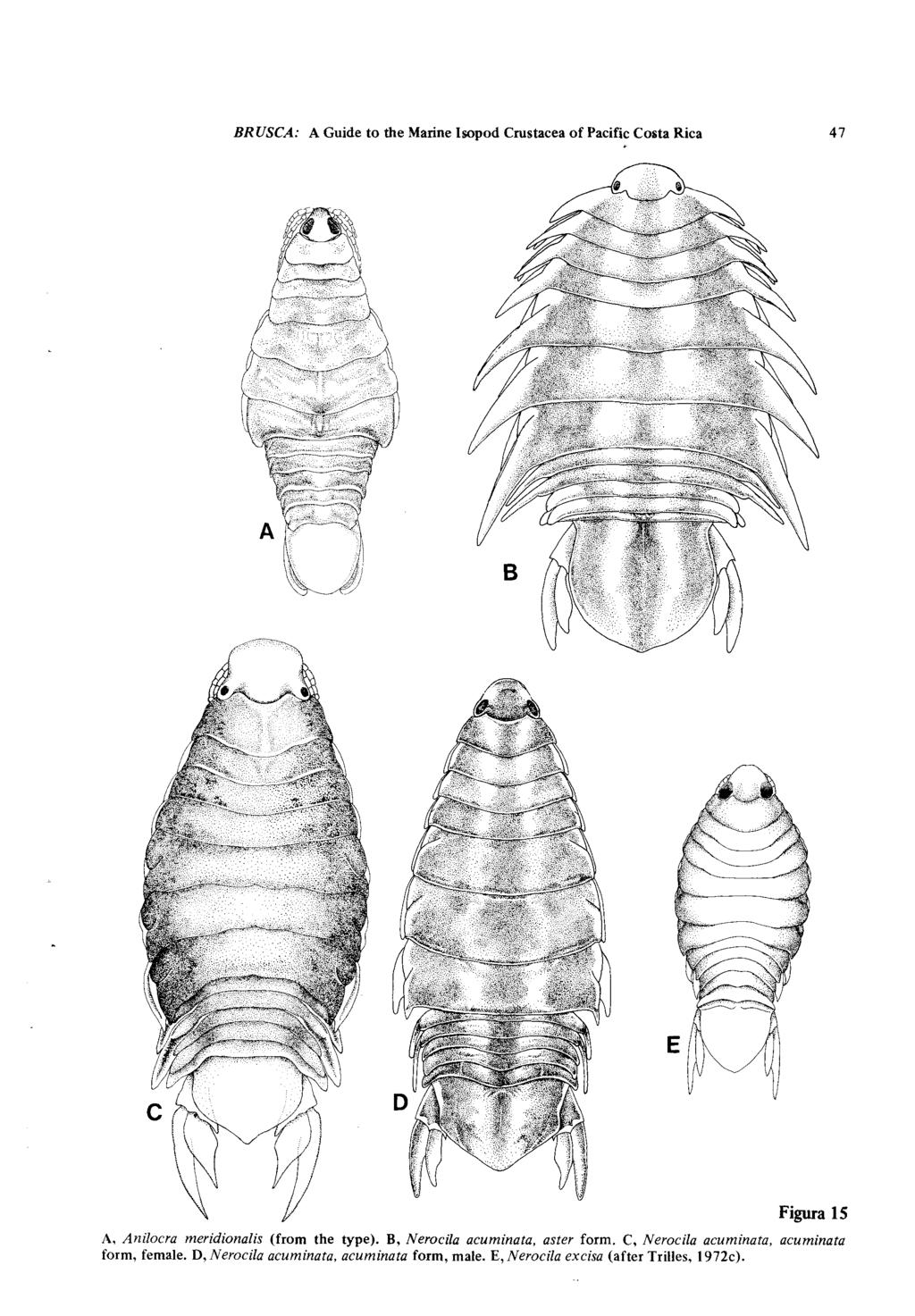 BRUSCA: A Guide to the Marine Isopod Crustacea of Pacific Costa Rica 47 Figura 15 A, Anilocra meridionalis (from the type).