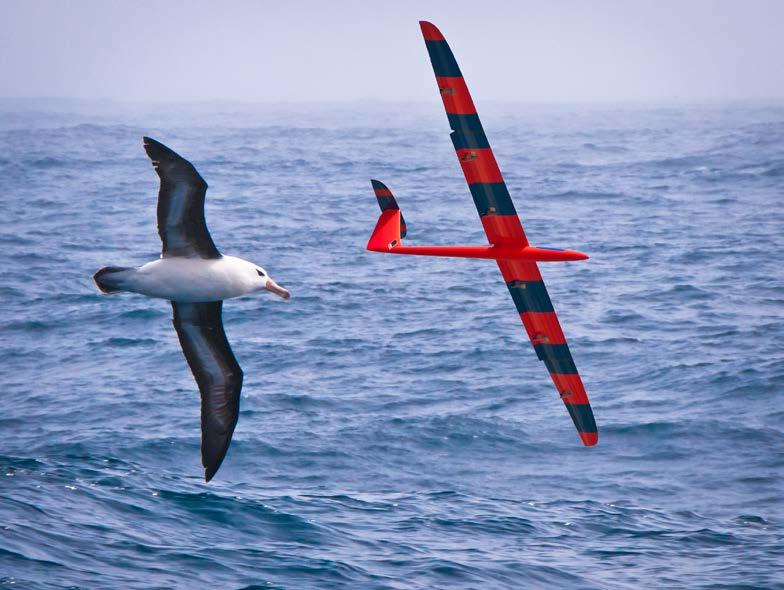 Recent observations of fast radio-controlled gliders suggest that they might form the basis of a robotic albatross UAV (Unmanned Aerial Vehicle) that could use dynamic soaring to fly over the ocean