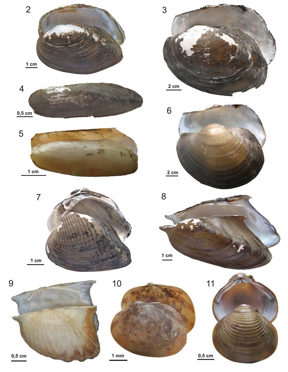 Figures 2-11. Bivalve shells collected from the Catalão region. 2. Anodontites elongatus (Swainson, 1823). 3. Anodontites trapesialis (Lamarck, 1819). 4.