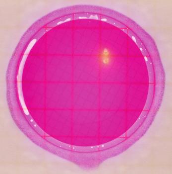 3M Petrifilm Aqua Enterobacteriaceae Count Plate (AQEB) Negative Plate and Plates with Colonies Figure 1 AQEB plate Count: 0 Observation: Gas