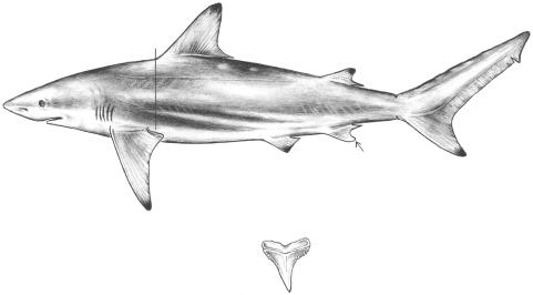 22 NOAA Technical Report NMFS 153 Blacktip shark, Carcharhinus limbatus (Fig. 17) No interdorsal ridge. First dorsal fin origin over pectoral fin inner margin.