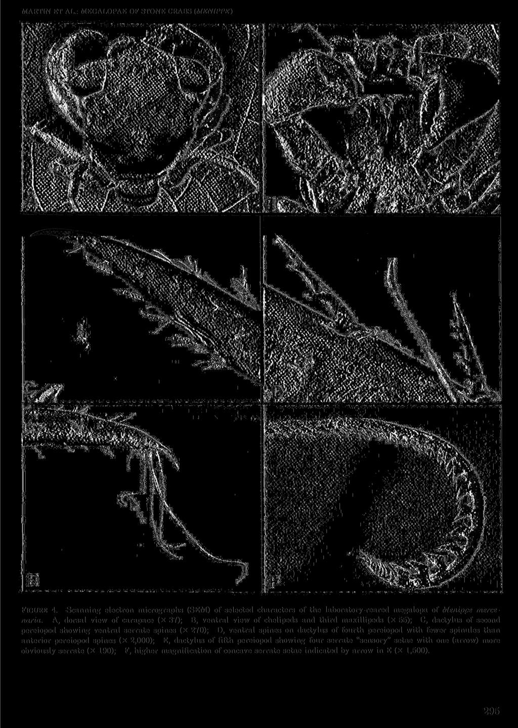 MARTIN ET AL.: MEGALOPAE OF STONE CRABS (MENIPPE) FIGURE 4. Scanning electron micrographs (SEM) of selected characters of the laboratory-reared megalopa of Menippe mercenaria.
