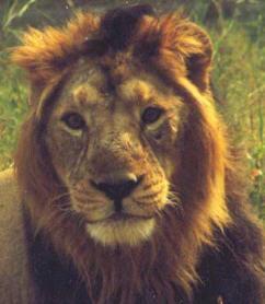 Panthera leo persica Genetic Differences The genetic