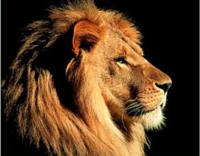 Branched from the African lion within the last