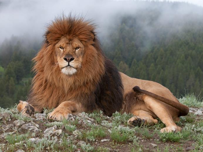 Closely related genetically to the Barbary lion?