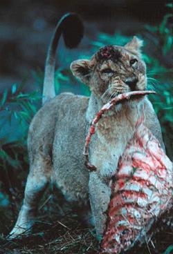 If a human attacks a lion, what should be done?