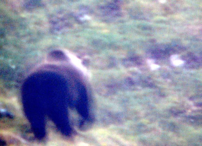 Provincial authorities wanted the bear being shot immediately. The Trentino bear seems to be drawn by exploring new areas.