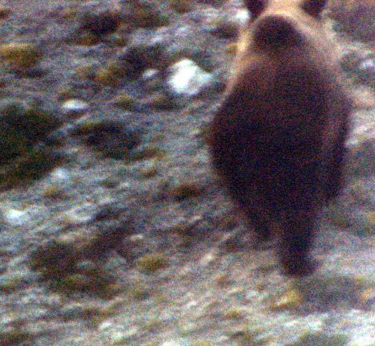 It is believed to be the same bear that caused damages in South Tyrol an which was identified as one of the sons of Jurka.