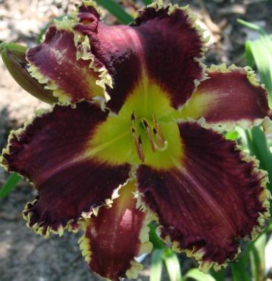 Grow a beautiful toothy daylily, cut a scape, groom it so it will attracts the judges attention, bring it to the show and then jump for joy when you win, ribbons, prizes, cash and accolades.