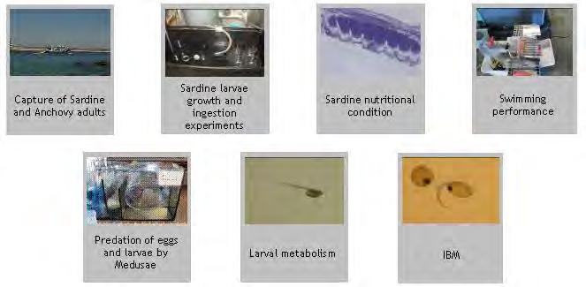 GENERAL CONSIDERATIONS DIET COMPOSITION Laboratory experiments are a useful complementary methodology to study larval feeding dynamics, but the