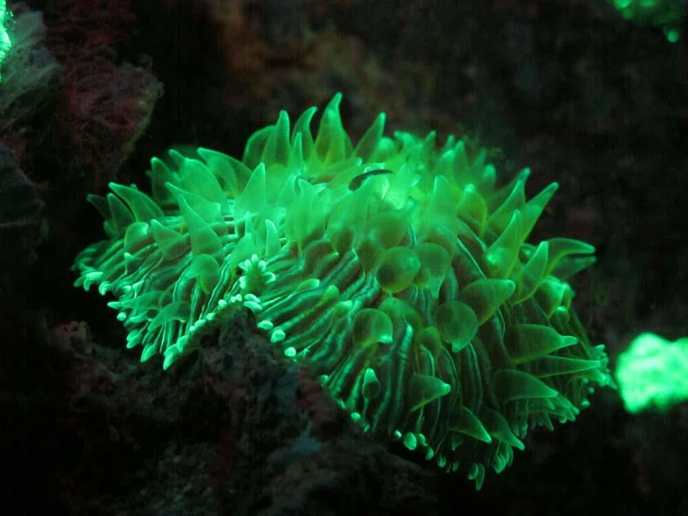 KNOWLEDGE DEVELOPMENT Whether natural curiosity, getting a new look at the familiar, the vibrant changing colors of aquatic life, or just because you can, fluorescence night diving is exciting, fun