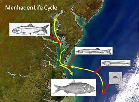 Figure 4. Life cycle of Atlantic menhaden with respect to the Mid-Atlantic region and Chesapeake Bay. Source: EBFM Menhaden Background and Issue Briefs.