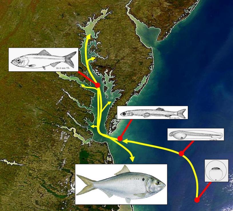 Linking what happens in the Chesapeake to offshore spawning Hatch Dates Few survivors