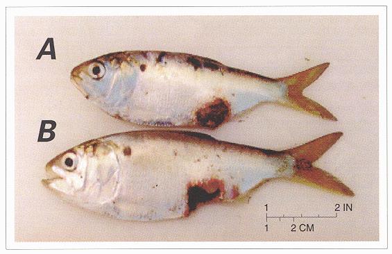 What about Disease? Ulcerative Lesions on Atlantic menhaden. Causative agent is Aphanomyces invadans These ulcers were thought initially to be from Pfiesteria attacks.