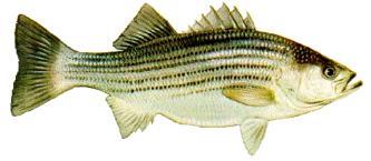 Landings (Metric Tons) Striped Bass Landings: Commercial and Recreational Chesapeake Bay 4000 3500 Striped Bass (Commercial) Striped