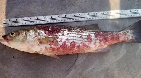 Mycobacteriosis in Chesapeake Bay Striped Bass The disease can be acute or chronic. Acute disease Is lethal.