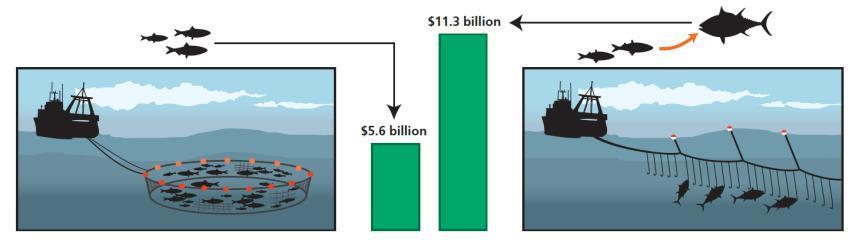 9 billion Value in 2006 dollars FORAGE FISH DIRECT VALUE The commercial catch of forage fish was