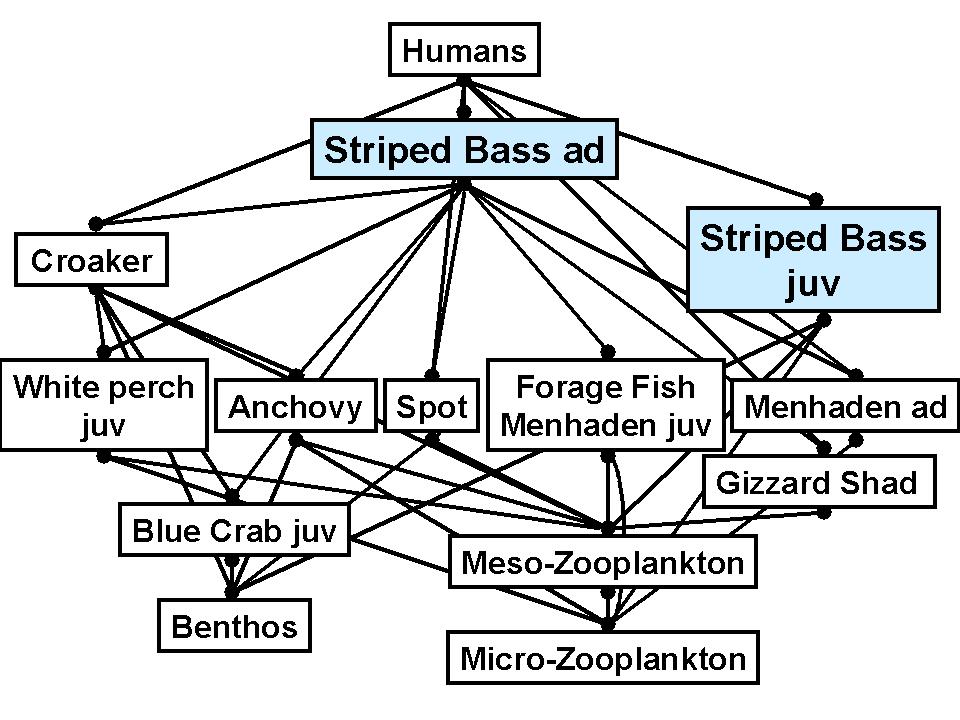 Foodweb of striped bass: Can we quantify the links?