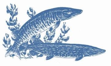 FIRST NOTICE & CALL FOR PAPERS 3 rd International Muskellunge Symposium March 13-15, 2016 - - Minnetonka, MN Sponsored by MUSKIES, INC.