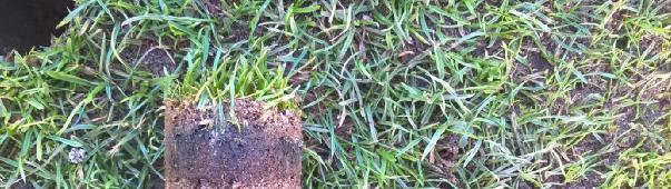 1 st Green The 1 st green continues to show signs of thinning at the surface and a generally weaker all round sward and turf health is evident.