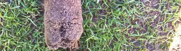 core does demonstrate a significant problem within the upper 20mm of the soil profile.