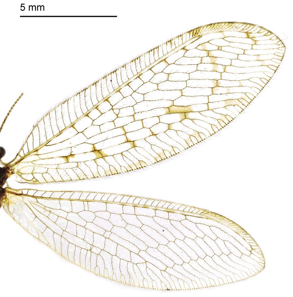 116 Min Dong et al. / ZooKeys 637: 107 128 (2016) Figure 14. Wings of Heterosmylus limulus Yang, 1987. Heterosmylus limulus Yang, 1987 Figs 14 20 Material examined.