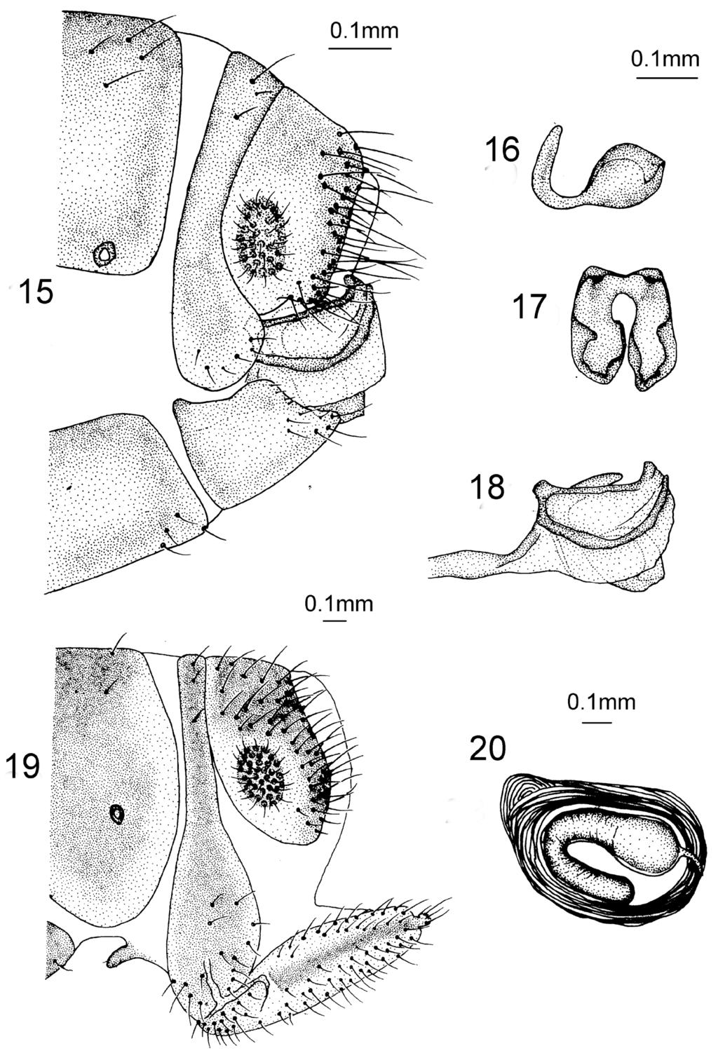 Revision of the genus Heterosmylus Krüger, 1913 from China (Neuroptera, Osmylidae) 117 Figures 15 20. Heterosmylus limulus Yang, 1987.