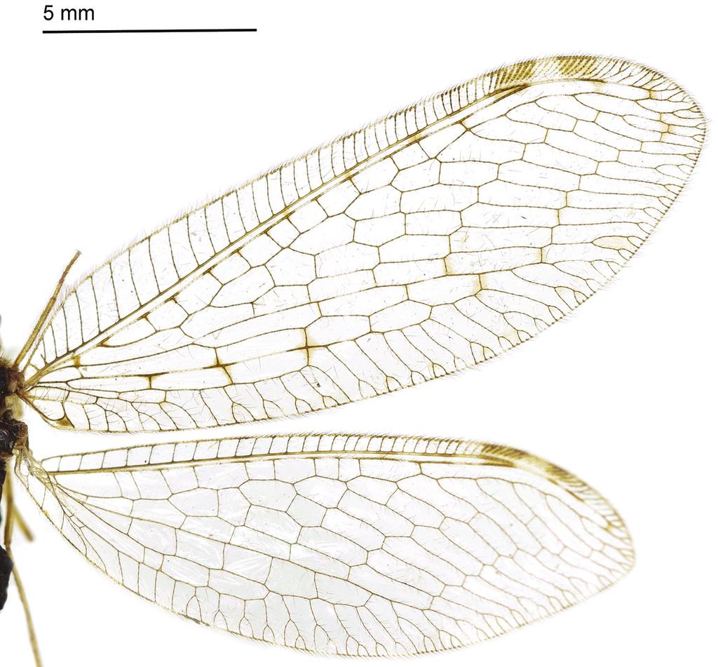 Revision of the genus Heterosmylus Krüger, 1913 from China (Neuroptera, Osmylidae) 119 Figure 21. Wings of Heterosmylus wolonganus Yang, 1992. Thorax.
