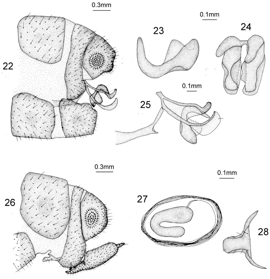 120 Min Dong et al. / ZooKeys 637: 107 128 (2016) Figures 22 28. Heterosmylus wolonganus Yang, 1992.