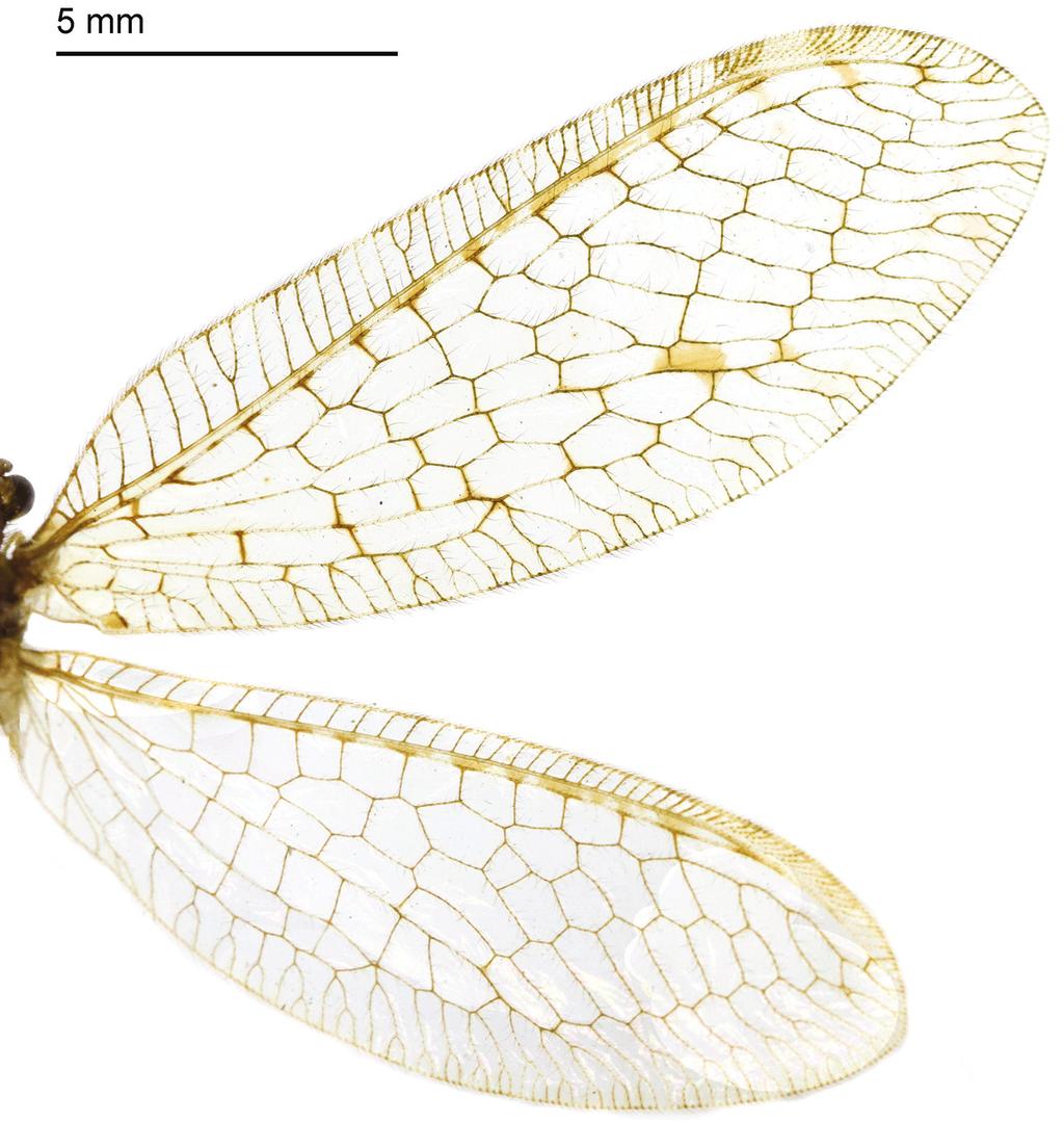 Revision of the genus Heterosmylus Krüger, 1913 from China (Neuroptera, Osmylidae) 121 Figure 29. Wings of Heterosmylus flavidus Yang, 1992. from Chinese)]: CHINA: Yunnan Prov.