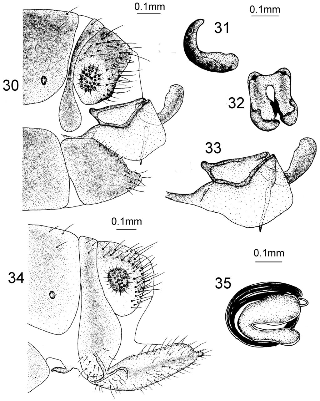 122 Min Dong et al. / ZooKeys 637: 107 128 (2016) Figures 30 35. Heterosmylus flavidus Yang, 1992. Male.