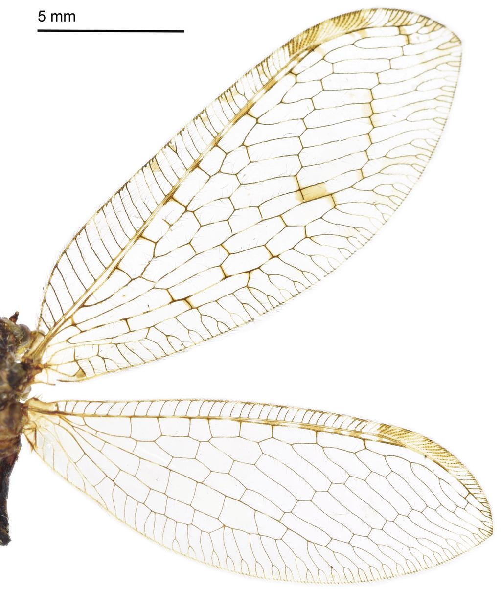 124 Min Dong et al. / ZooKeys 637: 107 128 (2016) Figure 36. Wings of Heterosmylus shennonganus Yang, 1997.