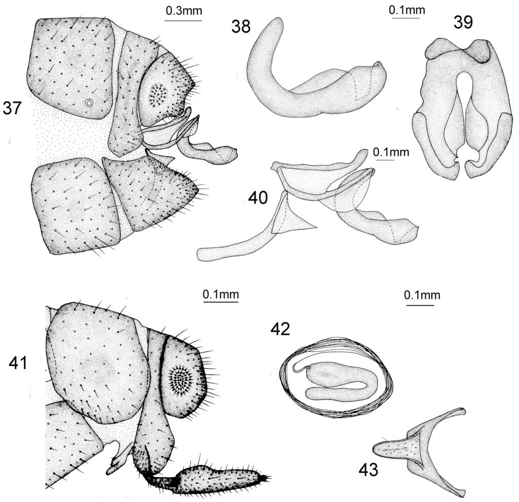 Revision of the genus Heterosmylus Krüger, 1913 from China (Neuroptera, Osmylidae) 125 Figures 37 43. Heterosmylus shennonganus Yang, 1997.