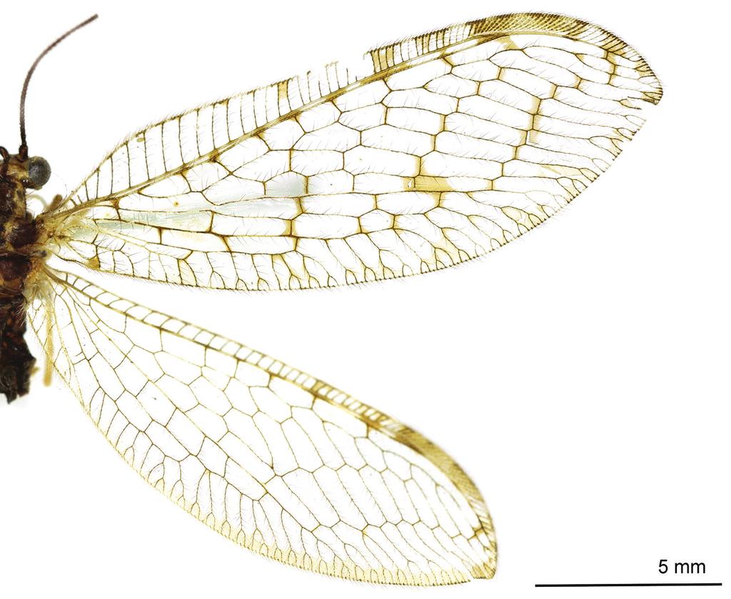 126 Min Dong et al. / ZooKeys 637: 107 128 (2016) Figure 44. Wings of Heterosmylus curvagradatus Yang, 1999. Redescription. Body length 7 10 mm. Head.