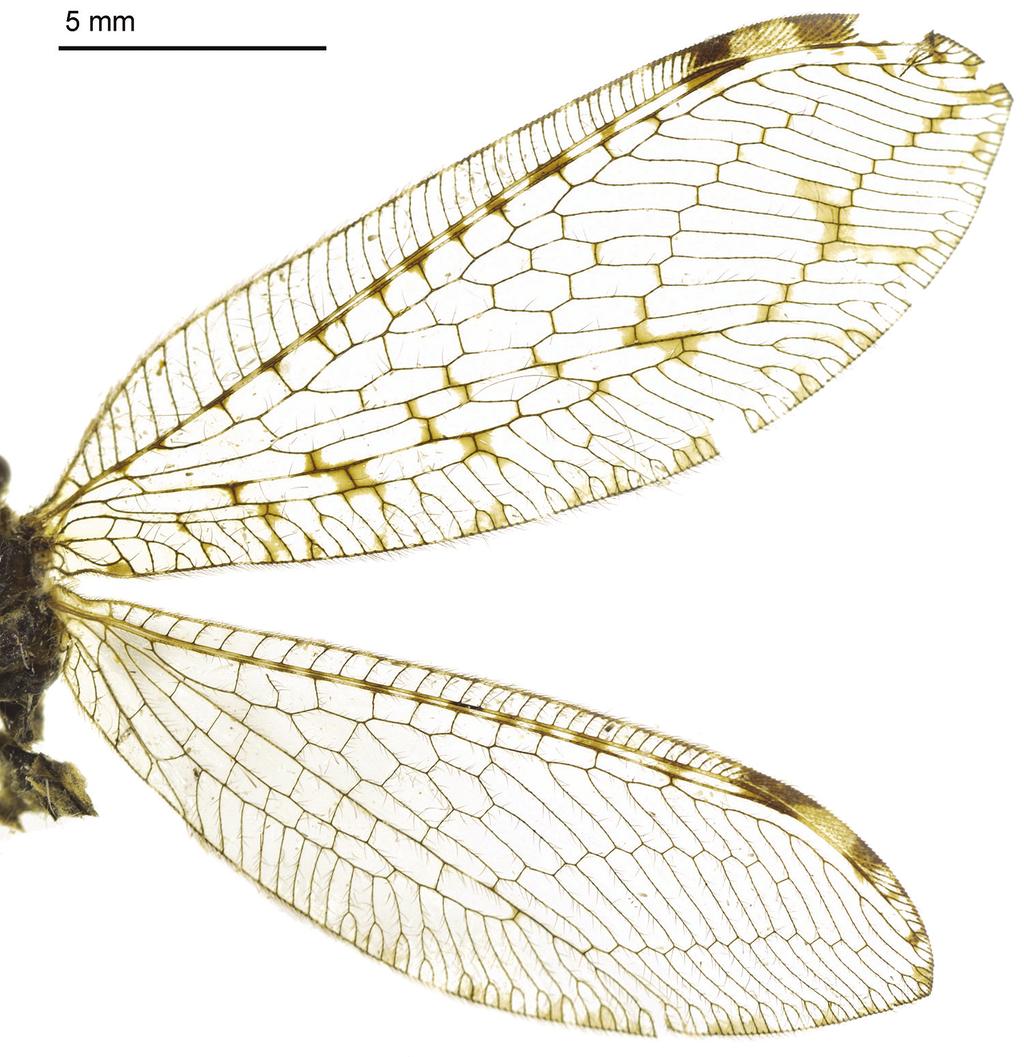 114 Min Dong et al. / ZooKeys 637: 107 128 (2016) Figure 7. Wings of Heterosmylus yunnanus Yang, 1986. in middle. Wings (Fig. 7).
