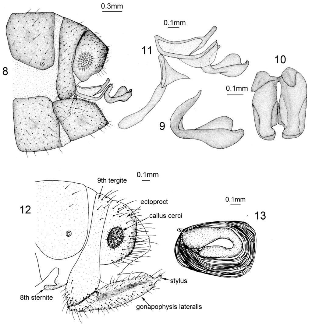Revision of the genus Heterosmylus Krüger, 1913 from China (Neuroptera, Osmylidae) 115 Figures 8 13. Heterosmylus yunnanus Yang, 1986.