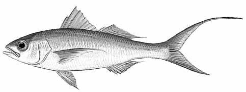 , 2007; Sissenwine and Mace, 2007) In addition to the trawl fishery, a deep-sea longline fishery on the high seas developed over the past several years targeting primarily deepwater longtail red
