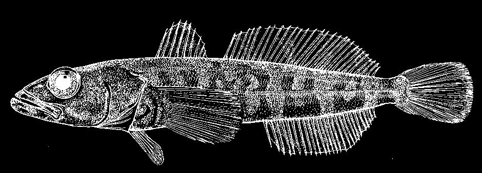 toothfish (Dissostichus mawsoni) Source: FAO. exploratory stage (CCAMLR, 2000).