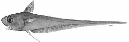 12 Worldwide review of bottom fisheries in the high seas Figure 1 Examples of species targeted by bottom fisheries in the high seas of the North East Atlantic Roundnose grenadier (Coryphaenoides