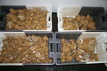 12 Figure 9. A catch of ~70 kg of sponge taken from the SE Grand Banks in the NRA.