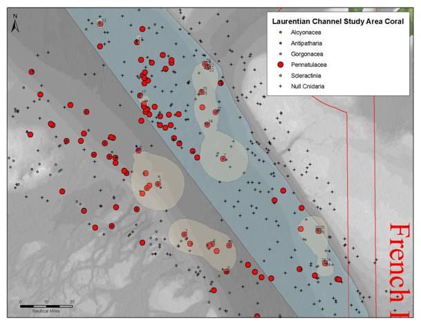 44 Figure 38. Location of research vessel trawls in the vicinity of the study area. Red shaded circles distinguish trawl sets with sea pen by-catch.