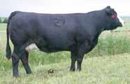 He is thick made and heavy muscled. He is one of only 2 red bulls in the offering. He has incredible EPDs, he ranks in the top 4% for, 3% for, 2% for, and 1% for marbling and EPDs.