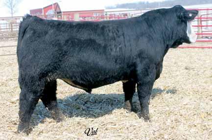 powerful herd bull prospects sell april 27th 29 30 Miss Arnold K2232, dam of Lots 28 and 29 HL Vintage 534Z Black Baldy Polled/Scurred Purebred Bull ASA#2704091 BD: 3-14-12 Tattoo: 534Z Adj.